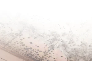 Pro Crawlspace Repair reviews